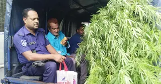 মানিকগঞ্জে দেহব্যবসার অভিযোগে পুলিশের অভিযানে মিললো গাঁজার গাছ, আটক ২